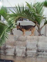 八重泉の看板犬!?