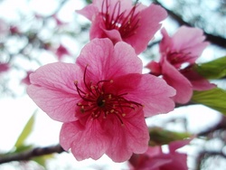 桜の時季ですね!