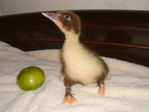 この鳥、なんという鳥?
