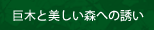 巨木と美しい森への誘い