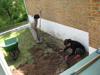 紫陽花（あじさい） 2008/05/01 19:31:37