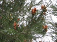 自然の中の花と動物写真集 2008/05/04 15:36:48
