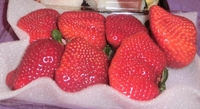 おいしい！！いちごの王様！博多あまおう♪　でかっ！☆ 2012/04/04 19:17:53