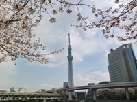 これはでかい！桜とスカイツリー！！ 2012/04/06 13:37:29