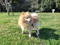 楽しかった！　ひさびさのレンくんお散歩♪ 2012/04/10 00:04:04