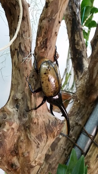 【海洋博公園】ドリームセンター周辺で遊ぶぞコース