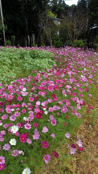 「花が満開」 2021/02/08 13:48:33