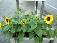 ちょっと早い夏気分o(^o^)o 2013/05/29 11:32:53