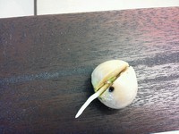 発芽しました！(^O^)v 2013/05/30 16:09:40