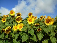 夏の写真紹介一o(^o^)o 2013/06/23 17:48:00