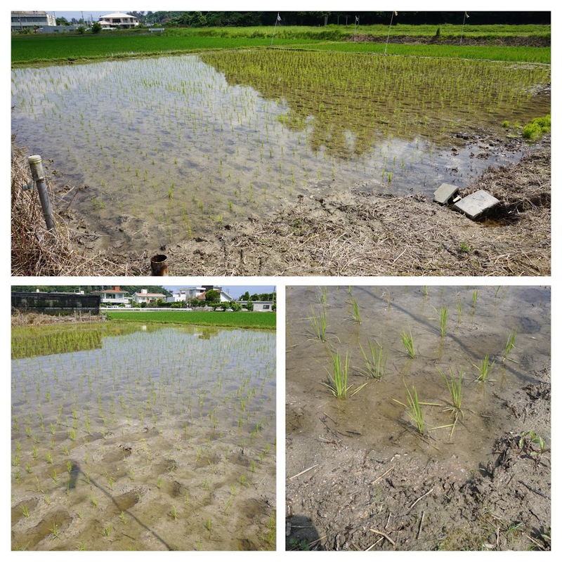 4月26日（月）台風にも負けず！