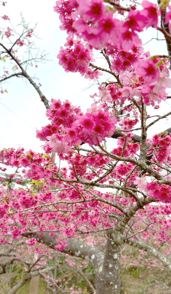 八重岳の桜 八重岳の桜