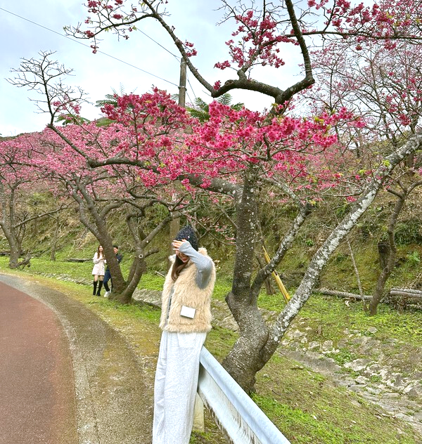 八重岳の桜 八重岳の桜