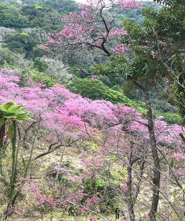 八重岳の桜 八重岳の桜