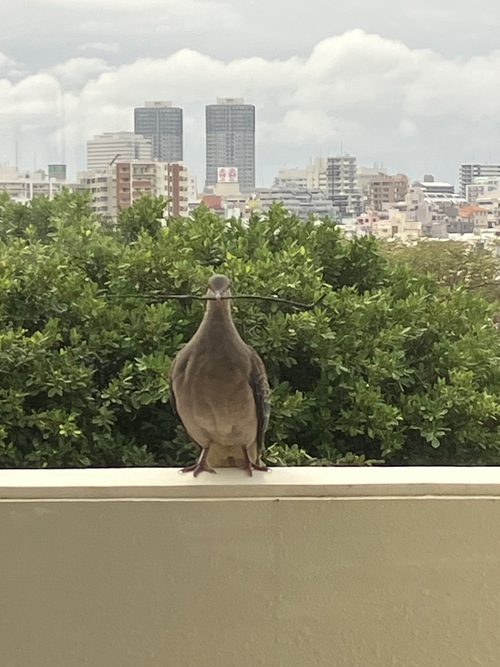 沖縄の鳩さん