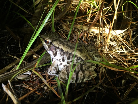 N1林道を潰すとリュウキュウウラナミジャノメとホルストガエルの生息地を直接破壊します。