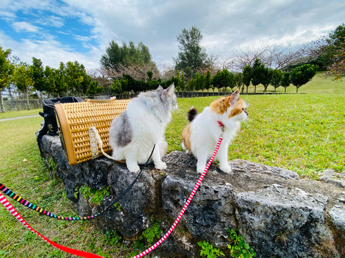 明けましておめでとうございます