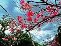 桜 2016/02/19 15:13:58