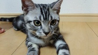 ここ君 2015/07/31 15:07:46