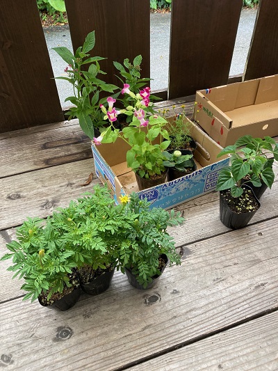 そうだ、花を植えよう