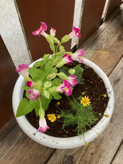 そうだ、花を植えよう