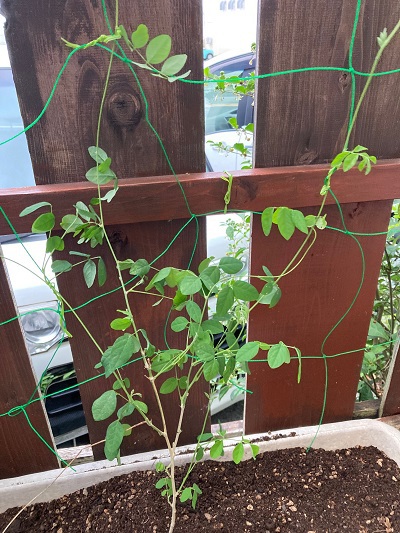 そうだ、花を植えよう