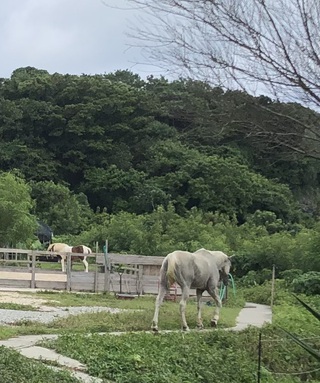 『行ってきました・玉城ぐるりウォーク１７ｋｍ＼(^o^)／』。。。