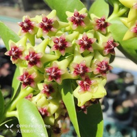 ホヤ・クミンギアナ(Hoya cumingiana)