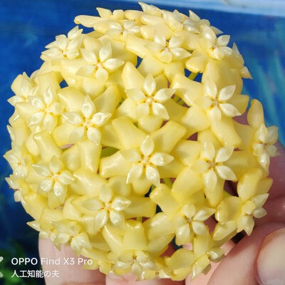 あん里ガーデンの花便り:ホヤ・マルギナタ（Hoya marginata 'IML1727' ）