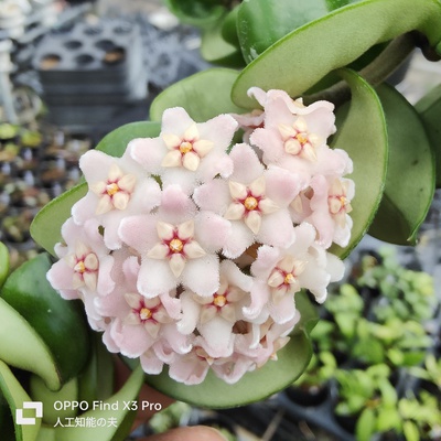 あん里ガーデンの花便り:ホヤ・カルノーサ「コンパクタ」(Hoya carnosa