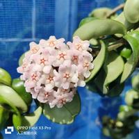 ホヤ・カルノーサ「コンパクタ」(Hoya carnosa“compacta”)