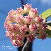 ホヤ・シード023（Hoya Seed023）