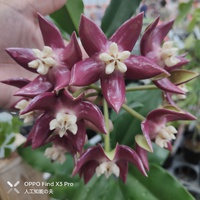 ホヤ・インペリアリス(Hoya imperialis)