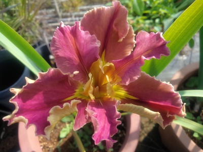 ルイジアナアイリス あん里ガーデンの花便り