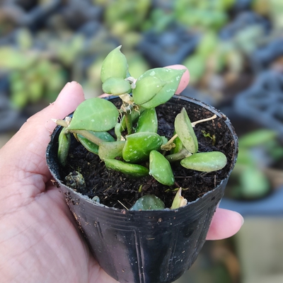 あん里ガーデンの花便り:ホヤ（サクララン）の植え替えの仕方