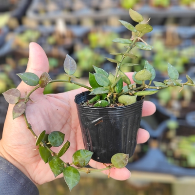 あん里ガーデンの花便り:ホヤ（サクララン）の植え替えの仕方