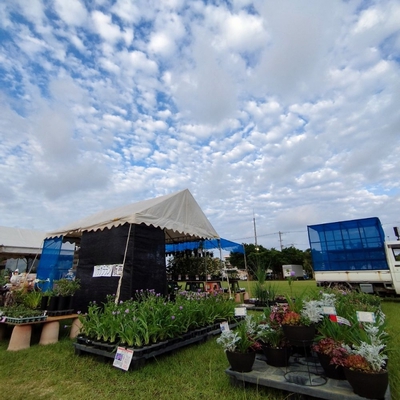 あん里ガーデンの花便り:2025年沖縄市若夏の大植木市 ホヤ（サクララン