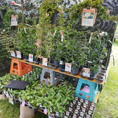 あん里ガーデンの花便り:2025年沖縄市若夏の大植木市 ホヤ（サクララン
