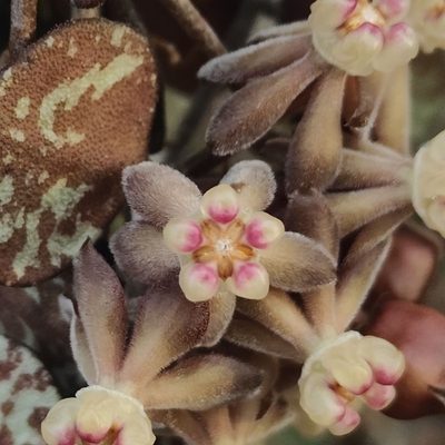 あん里ガーデンの花便り:ホヤ・カーティシー(Hoya curtisii)
