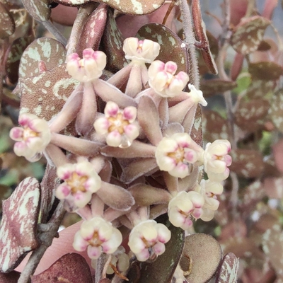 あん里ガーデンの花便り:ホヤ・カーティシー(Hoya curtisii)