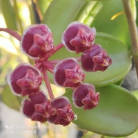 ホヤ・sp.ザンバレスPG04「細葉ザンバレス」(Hoya sp.zambales PG04)