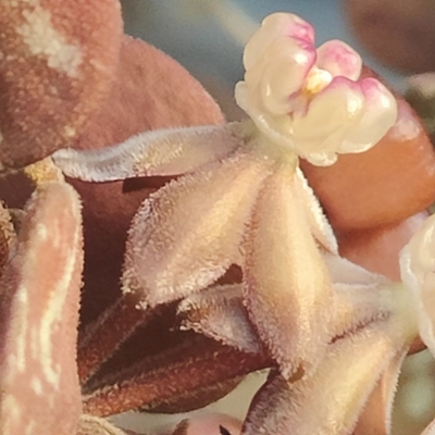 あん里ガーデンの花便り:ホヤ・カーティシー(Hoya curtisii)