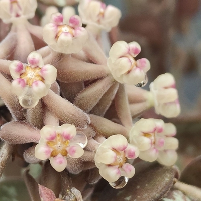 あん里ガーデンの花便り:ホヤ・カーティシー(Hoya curtisii)