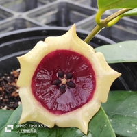 ホヤ・ワリチーssp.テネブローサ(Hoya wallichii ssp. tenebrosa)