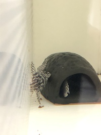 今から少しアクアヴィレッジ  へ向かいます〜Aoのすけbreed〜産卵経過 2021/05/04 14:30:56