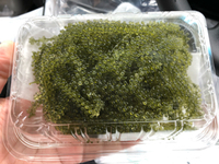 海ぶどう 2020/06/04 16:22:51