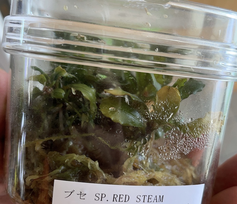 予約制の水草屋〜極〜R3