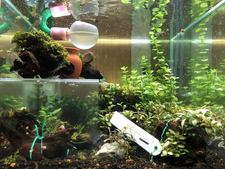 水草ストック水槽1028