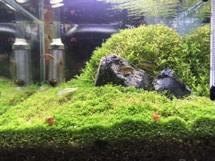 ウェルカム水槽の近況0929