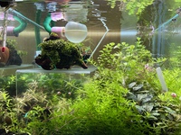 水草ストック水槽R30411 2021/04/14 06:44:33